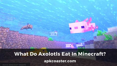 What Do Axolotls Eat In Minecraft Apk Coaster