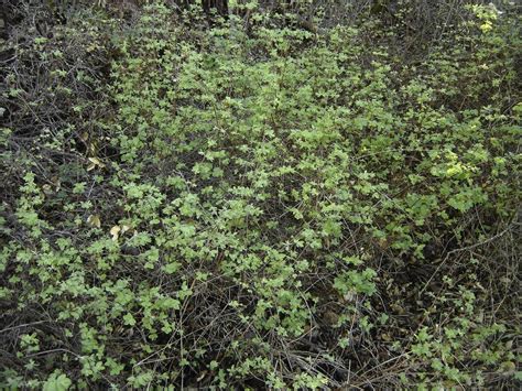 Plantfiles Pictures Symphoricarpos Species Creeping Snowberry