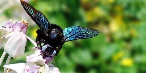 Carpenter bees do not like citrus oil. What Homeowners Should Know About Carpenter Bees - Copter Pest Control
