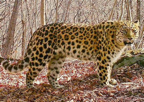 Christmas Miracle One Of Worlds Rarest Big Cats Is Back