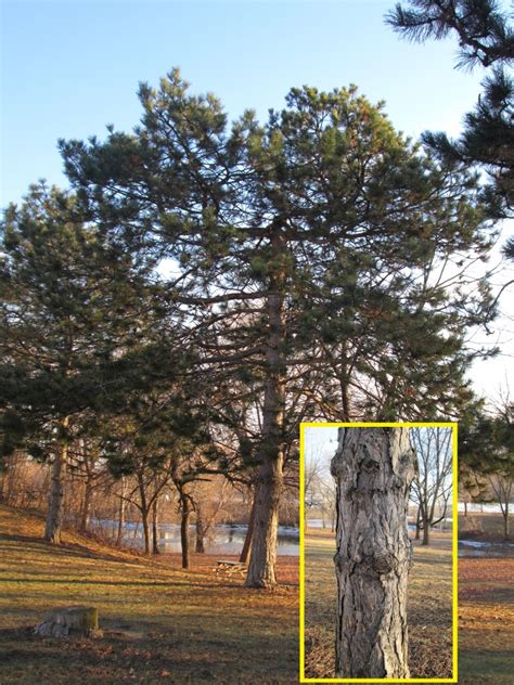 Winter Tree Identification Part Ii Evergreen Trees New York State