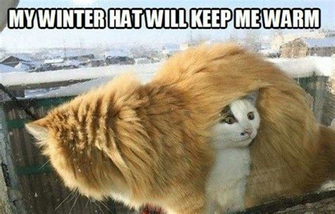 Did I Say Winter Hat I Meant Winter Cat Crazy Cats Cats And