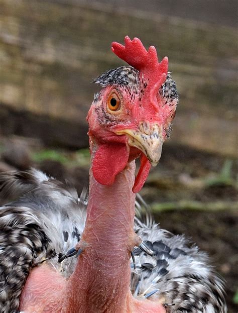 27 Best Images About Naked Neck Chickens On Pinterest A Chicken