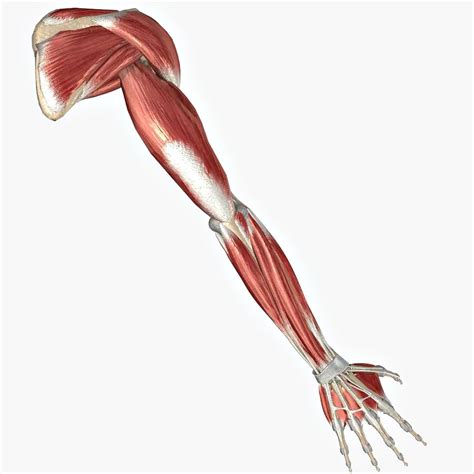 Arm Muscle And Bone Human Anatomy Diagram