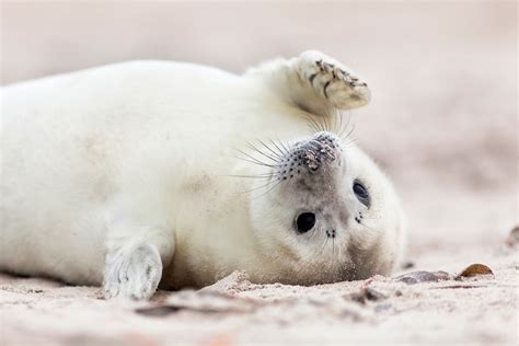 Baby Seals Cute White Furred Babies Mystart