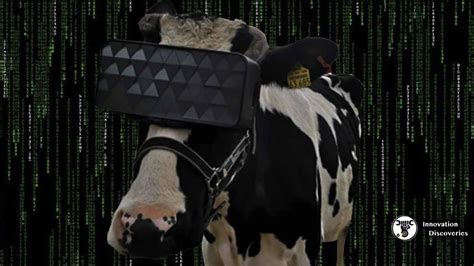Russian Cows Are Using Vr Headsets To Get Rid Of Anxiety