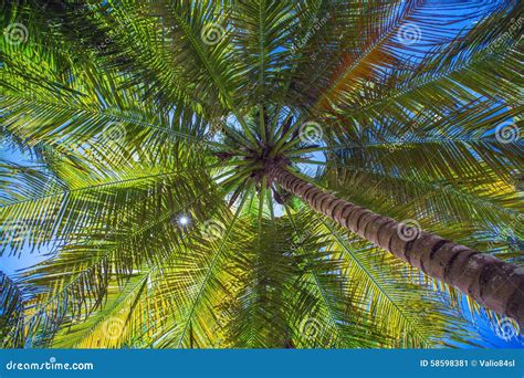 Coconut Palm Trees Perspective View Stock Image Image Of Tropical