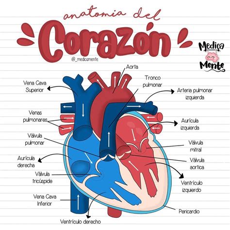 Anatomía Del Corazón Anatomía Del Corazón Oposiciones Auxiliar De