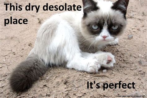 Grumpy Cat Meme No Wallpapers Gallery