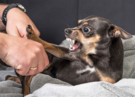 Understanding Fear Aggression In Dogs Performance K9 Training