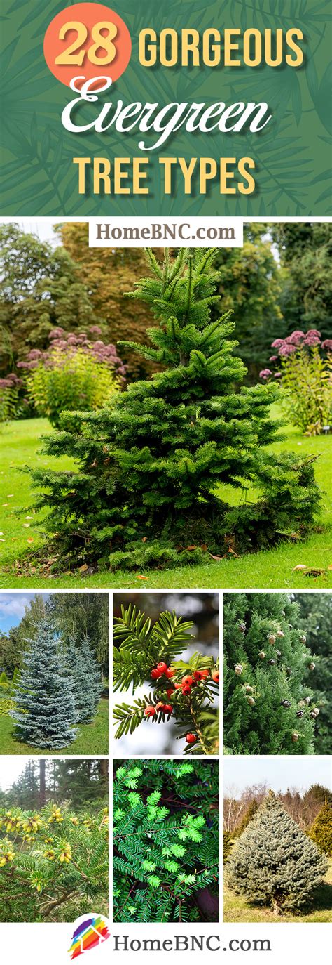 28 Types Of Evergreen Trees You Should See In 2023