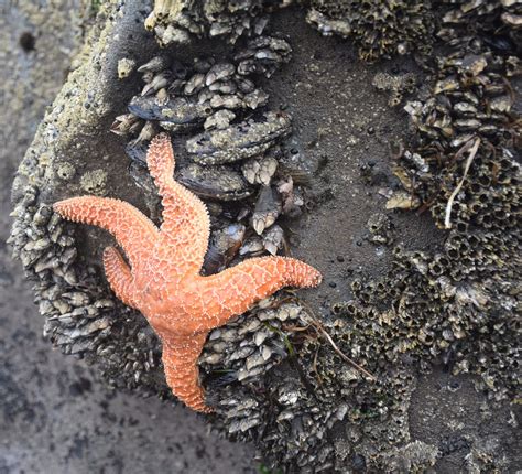 Pisaster Ochraceus Carlos Ramirez