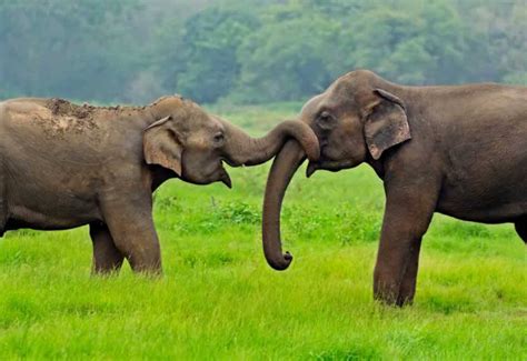 Even the smallest tumors can cause symptoms in certain organs, such as related: What do elephants symbolize