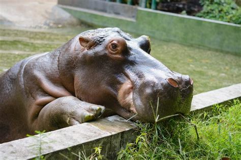 26 Amazing Facts About Hippopotamus Facts Ride
