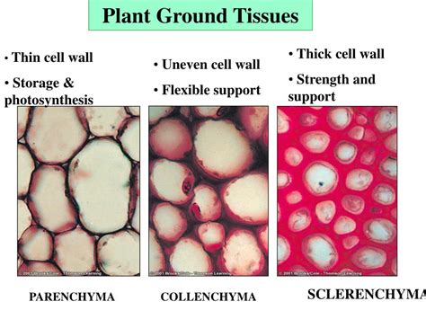 Ground Tissue Parenchyma Collenchyma Sclerenchyma