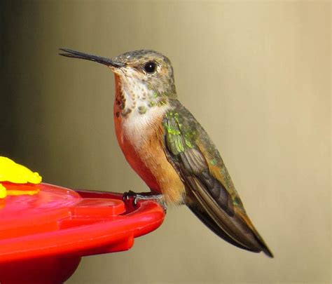 Rare Western Hummingbirds Spotted On Long Island Tbr