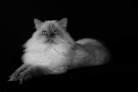 Elegant Cat Photograph By Kristin Renbarger