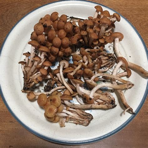 Found What Appear To Be Armillaria Tabescens Honey Fungus Edible
