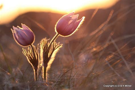 alberta prairie