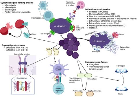 Antibiotics Free Full Text Clinical Impact Of Staphylococcus Aureus