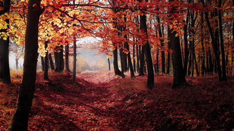 Wallpapers Red Autumn Leaves Free Download