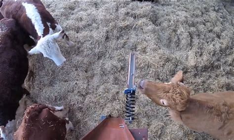 Youtube Sees Cows Getting Massage From Back Scratcher Daily Mail Online