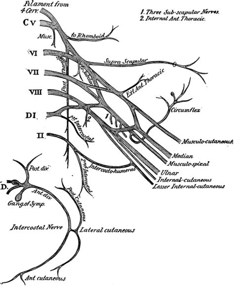 The Brachial Plexus Of The Spinal Nerves Clipart Etc