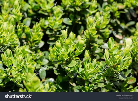 2583 Buxus Sempervirens Plant Images Stock Photos And Vectors
