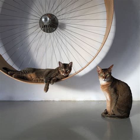 7 Of The Best Indoor Exercise Wheels For Cats Cat Exercise Wheel Cat Exercise Exercise Wheel