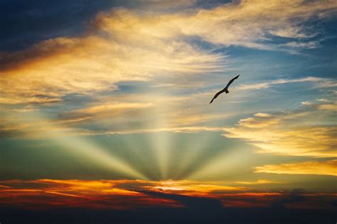 Bird Flying In The Sky With Evening Light Image Free Stock Photo