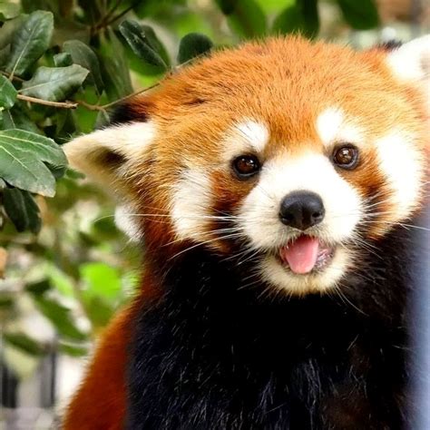 Check Out ⚡ Most Heart Melting Animal Cute Red Panda Raise Their Claws