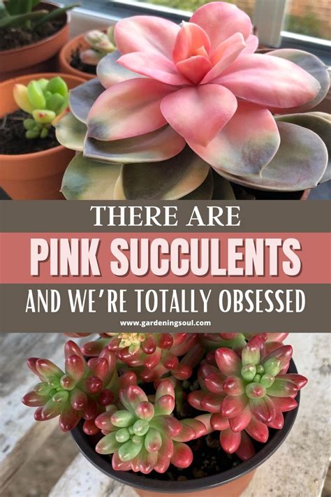 There Are Pink Succulents And Were Totally Obsessed Pink Succulent