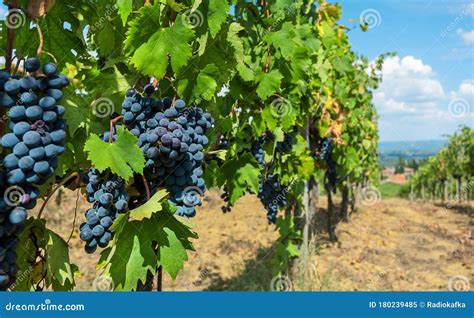 Bunch Of Blue Grapes Grapevine Colorful Branches Of A Vineyard In