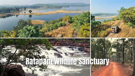 Ratapani Wildlife Sanctuary Madhya Pradesh Visit In 2024 Ratapani