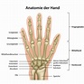 Die Hand - Anatomie und Erkrankungen der Hand