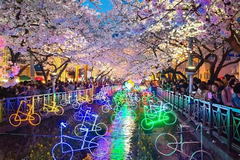 Pin By Flowers In Heart On Cherry Blossoms Cherry Blossom Neon Signs