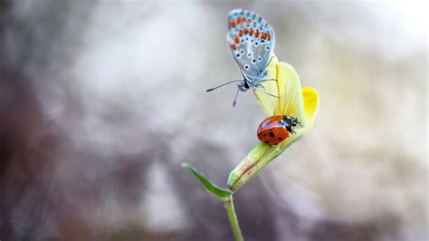 Fond Décran Les Plantes Insecte Coccinelles Papillon Animaux
