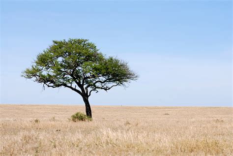 Lonely One Tree In The Serengeti Plains Stock Photo Download Image