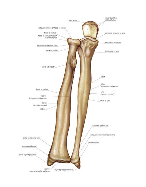 Bones Of Forearm Photograph By Asklepios Medical Atlas