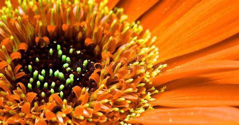 Closeup of yellow gerbera flower (transvaal daisy) of a plant named asteraceae with delicate petals and touch of purple color, dark background. De bloem van Gerbera stock afbeelding. Afbeelding ...