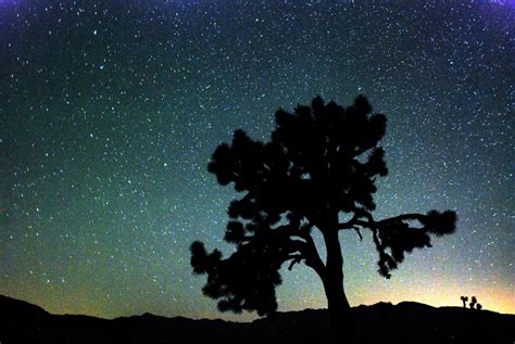 Star Quality What The Night Sky Looks Like Over Joshua Tree National
