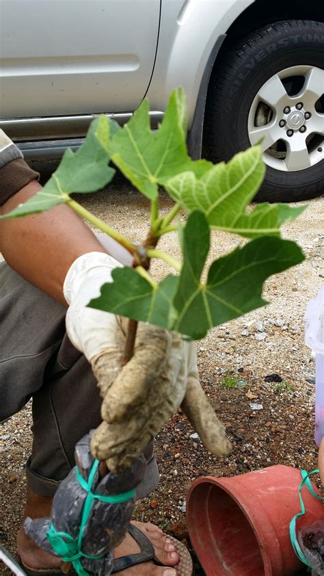 Lalu, buat bedengan agar air tidak tergenang. Amanda Putri's Garden: Cara menanam benih pokok tin dari ...