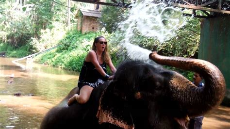 getting a wash by the elephants in goa youtube