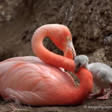 Pink Flamingo With Baby Pretty In Pink Flamingos Pinterest