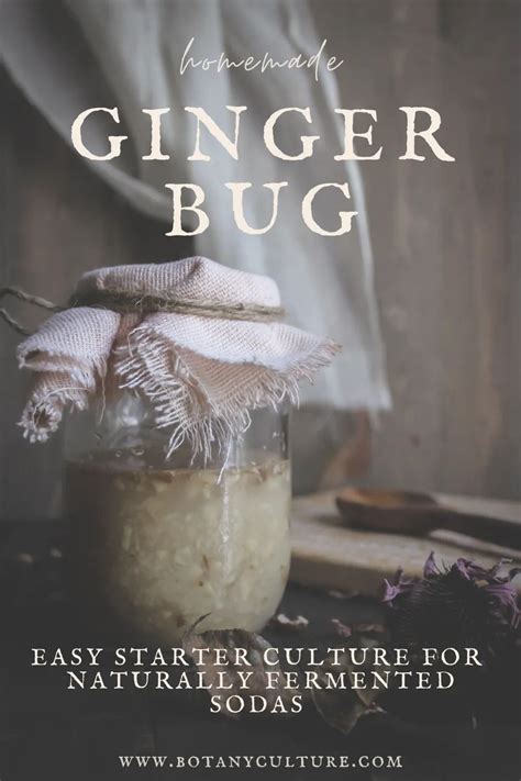 How To Make A Ginger Bug For Naturally Fermented Sodas Recipe