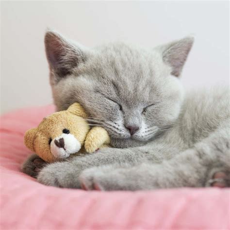 Download Sleeping Grey Cute Cat Picture
