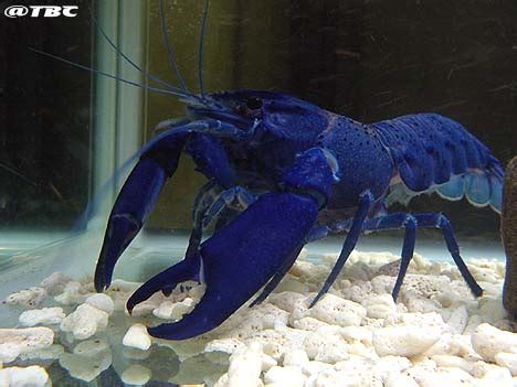 Lobster air tawar memang telah menjadi komoditas budidaya air tawar yang menjadi unggulan. Cara Memelihara Lobster Air Tawar | PISCES CENTER