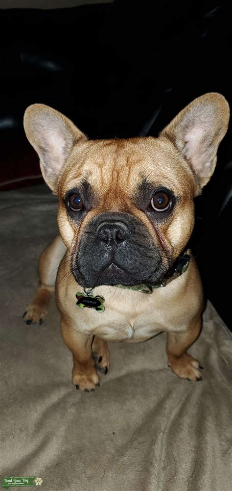 Maybe you would like to learn more about one of these? Stud Dog - Red Fawn Frenchie - Breed Your Dog