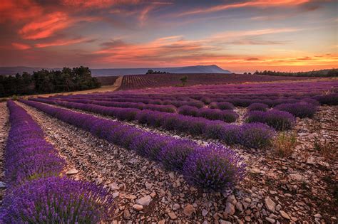 Sunset On A Lavender Field In Provence Lavender Fields Provence