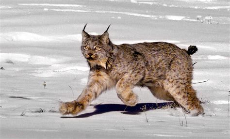 Cannonball ® celebrates 25 years with a special edition 25th anniversary model. Feds Recommend Removing Canada Lynx From Endangered ...